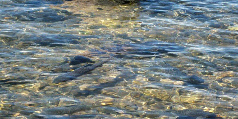Alan Hobson Sterkfontein Dam 9