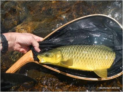 Laurence daies sterkfontein Dam 955