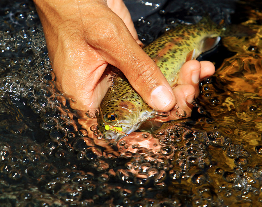 rainbow trout Eds Hopper