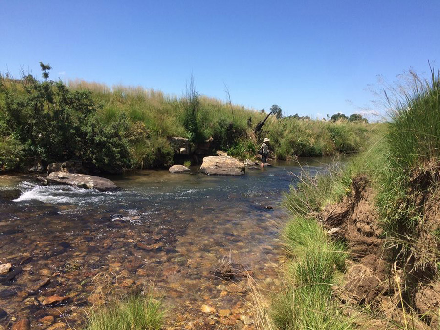 15 22 Bushmans brown Rhuan Human 2