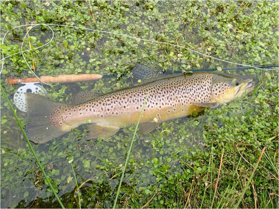 4 Nick Taransky streams 1 3