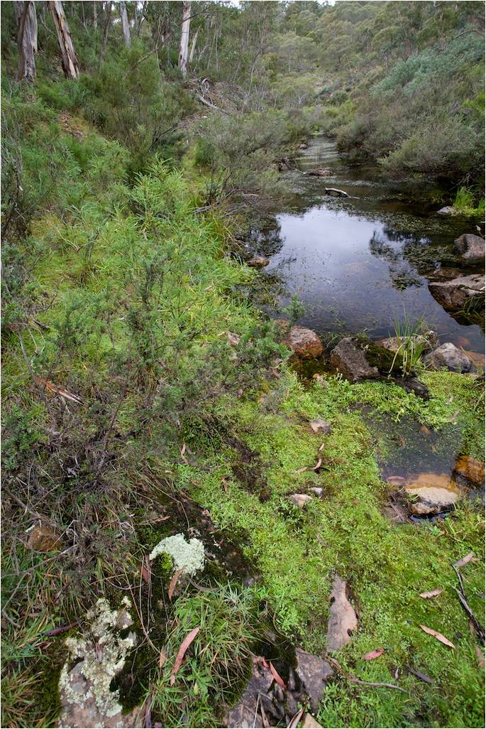 6 Nick Taransky streams 1 1