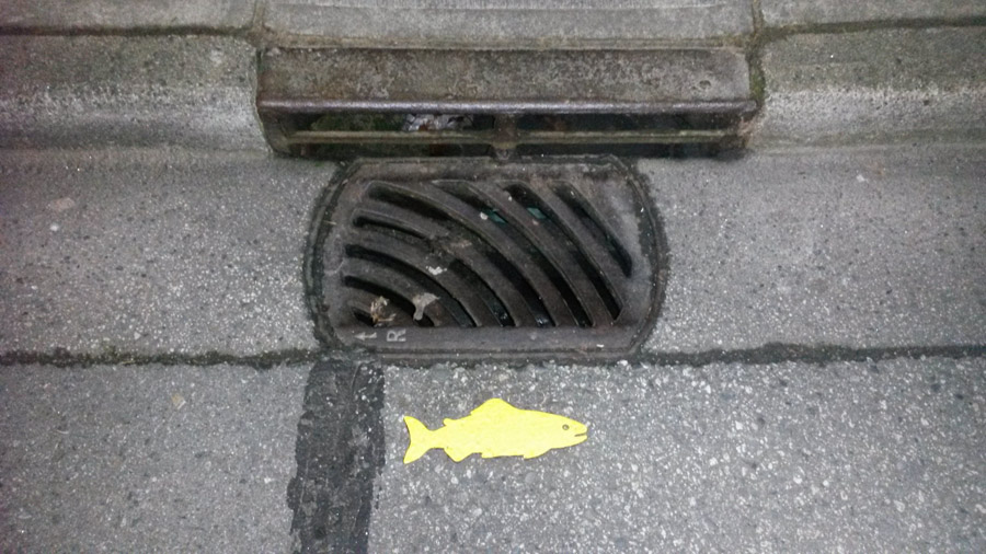 9 Canadian yellow fish sign on drain