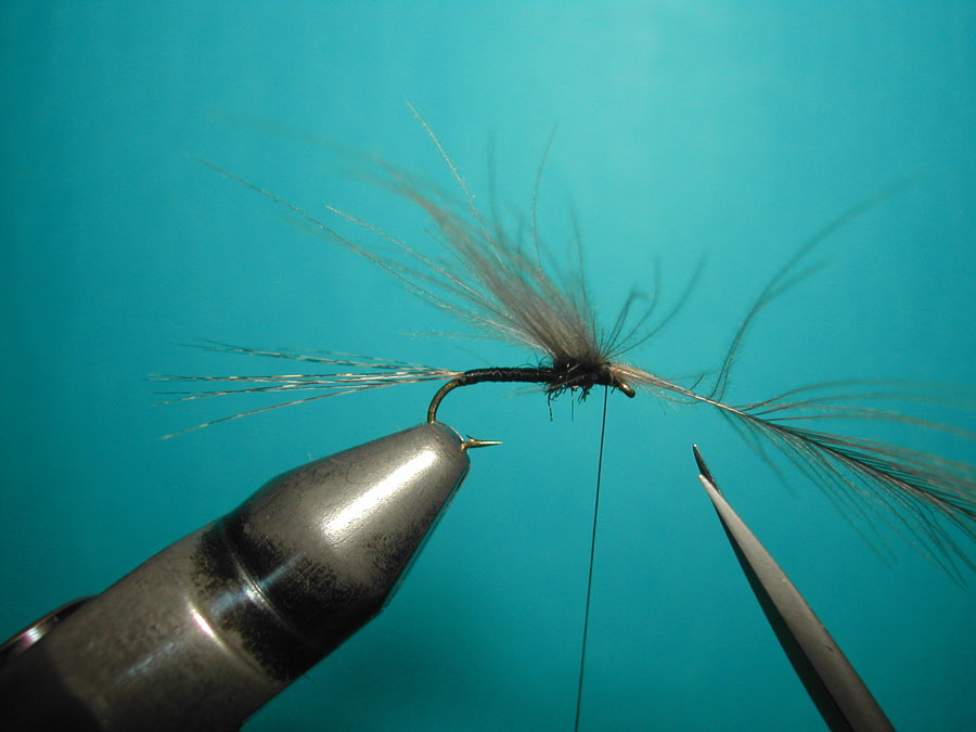 Agostino Roncall0 single CDC split wing mayfly 107