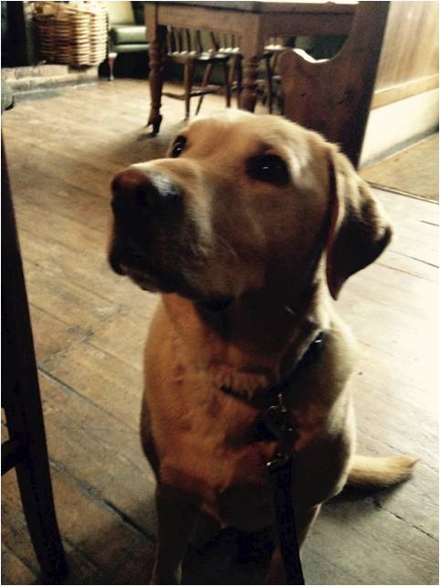 CL Fishing companion found at the local pub dog 1