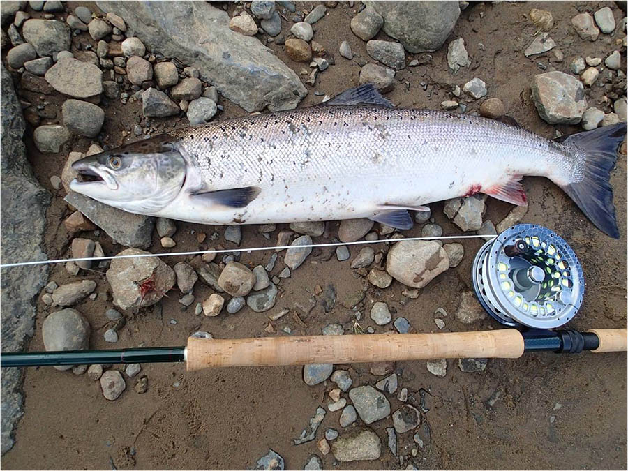 12 Atlanric salmon 2