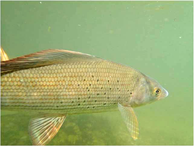 24 Grayling Clem 2e1