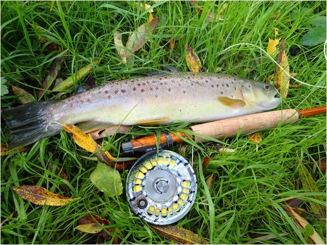 25 Last Loddon brown 3