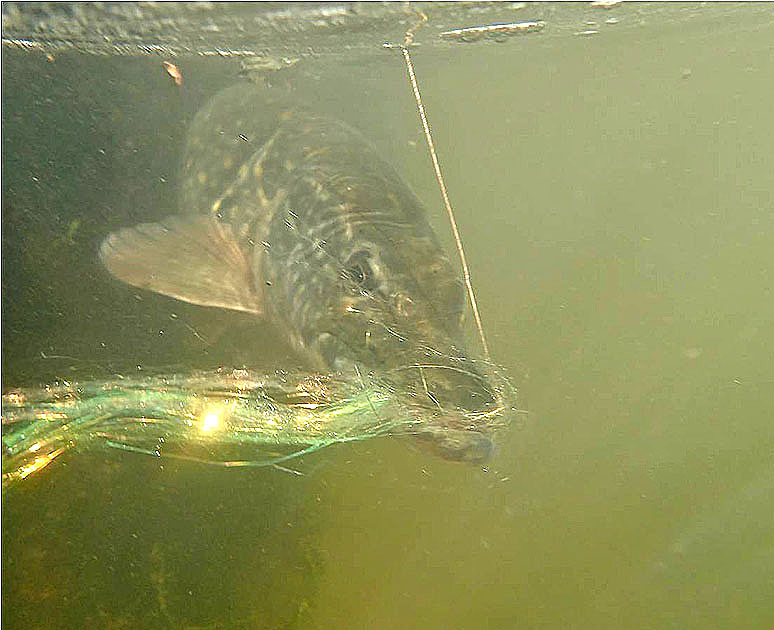 2 Pike under water 9