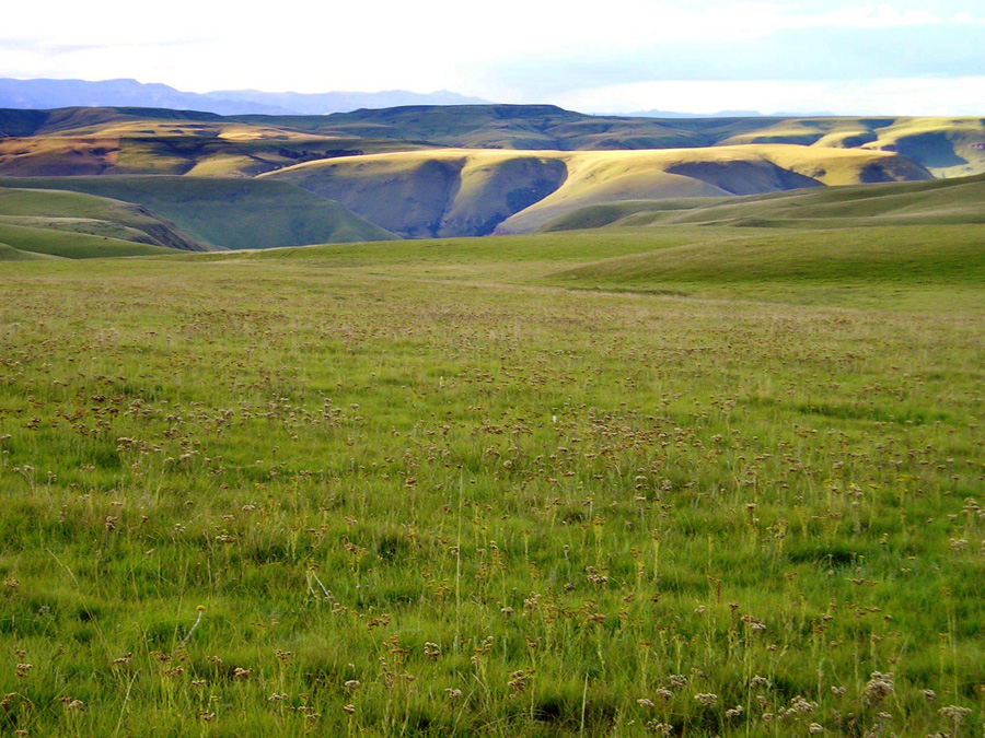 14 Vrederus landscape