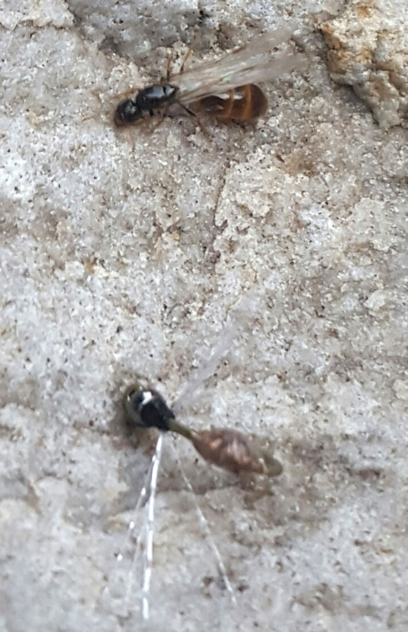 11 Ant comparison