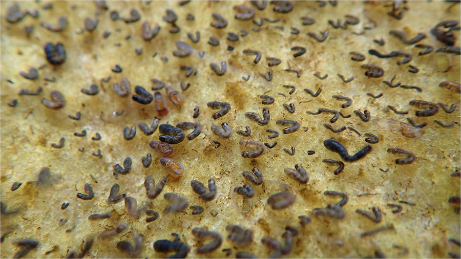 3 Simulid larvae Picture8