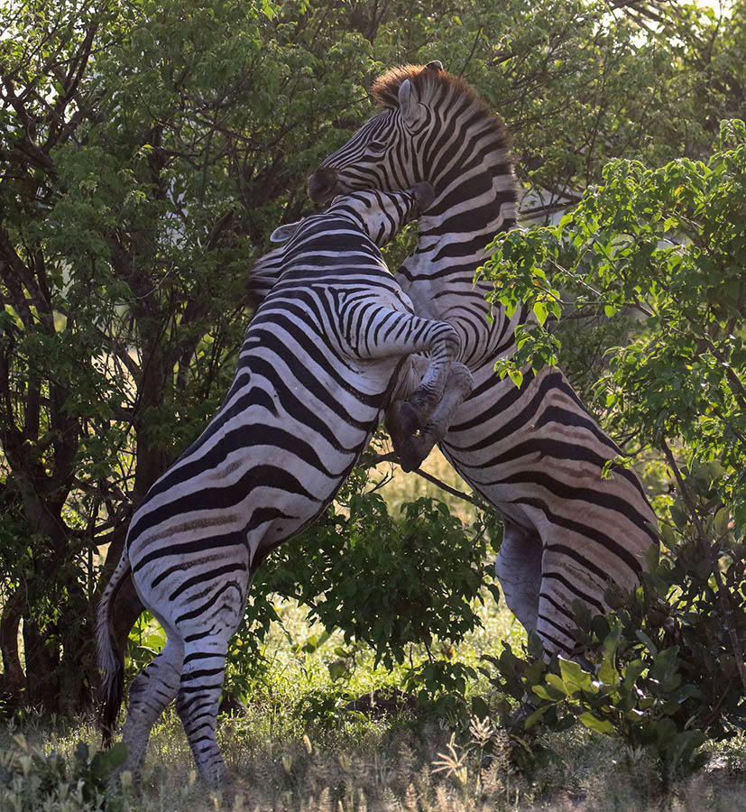 6 Dueling zebras in the mist