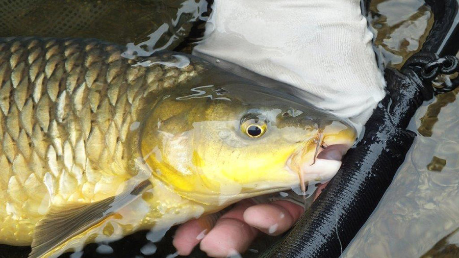 Sterkfontein Da Yellow fish