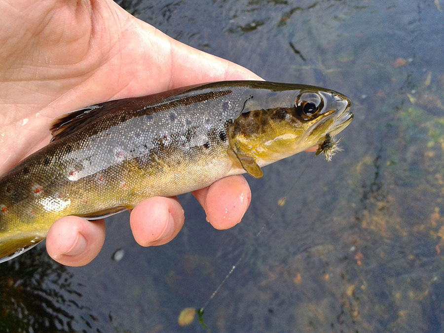 East Dart Brownie
