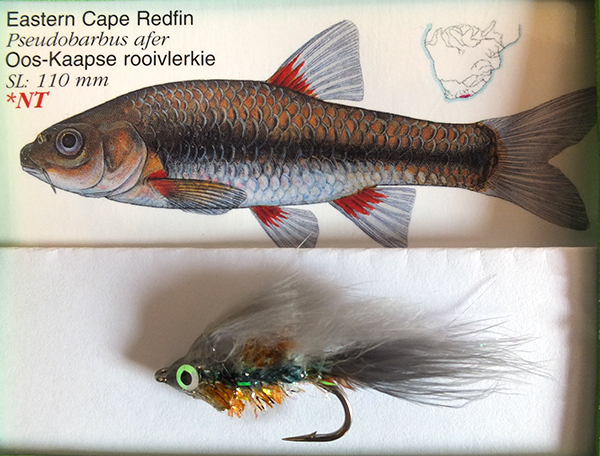 Photo 7 Eastern Cape Redfin