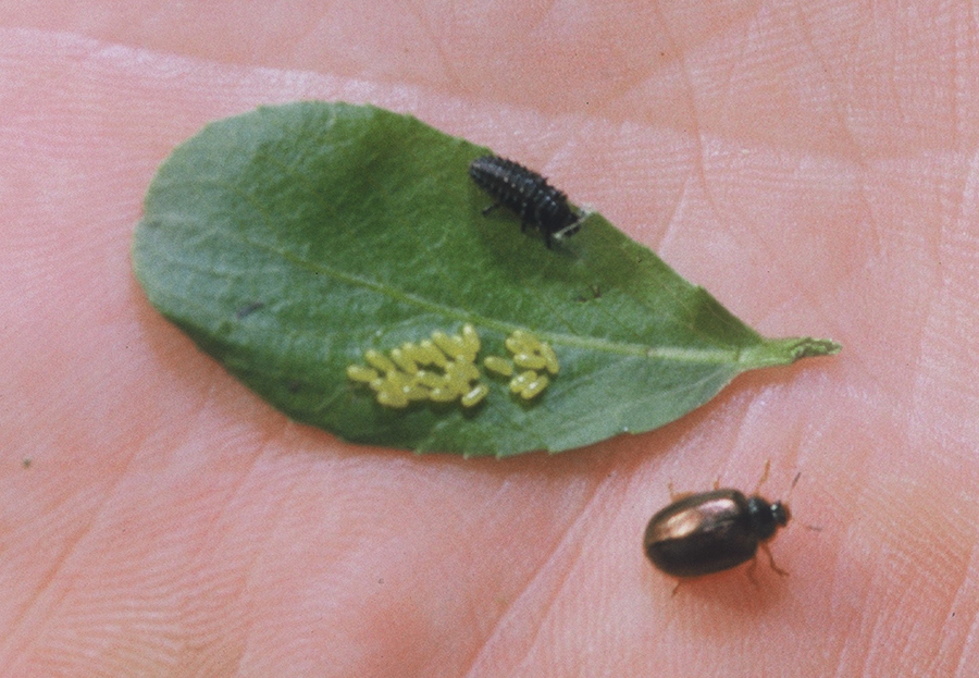 2 Beetle Sterkspruit