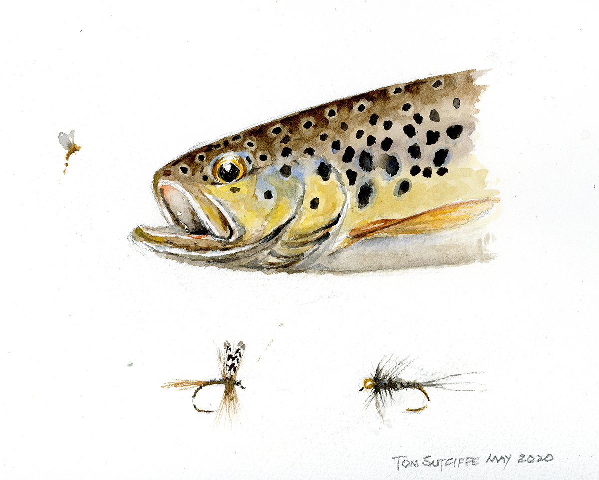 Head 2 leping brown-trout 646
