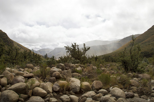 2123 Storm Brucedel IMG 4538 r