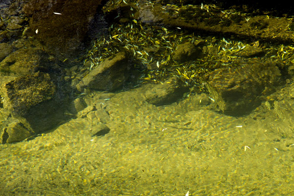 2387 Trout Bokspruit River IMG 4546-r