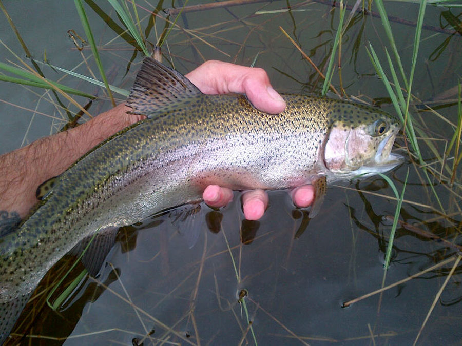 3422 Riaan similid trout
