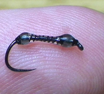 3798 Smulid Nymph Y
