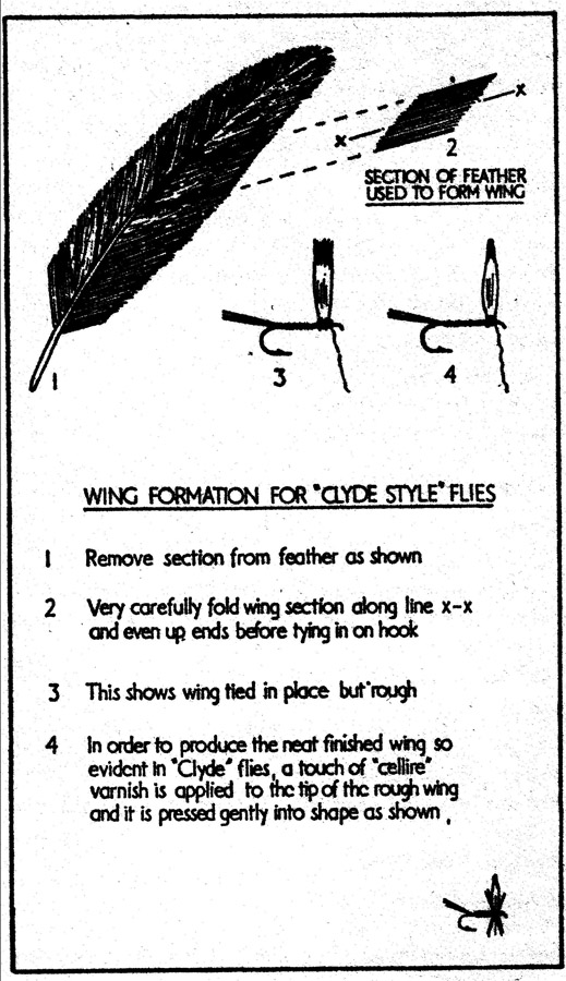 41-A-Clyde wing fly