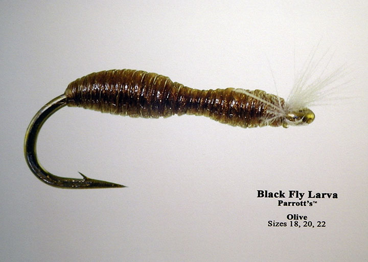 7 Umqua black fly larva