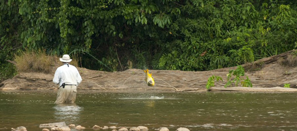 Dorado