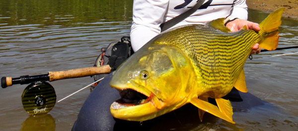 Dorado3
