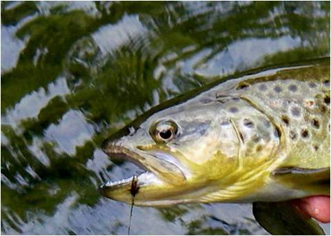 Fly fishing Croatia 10