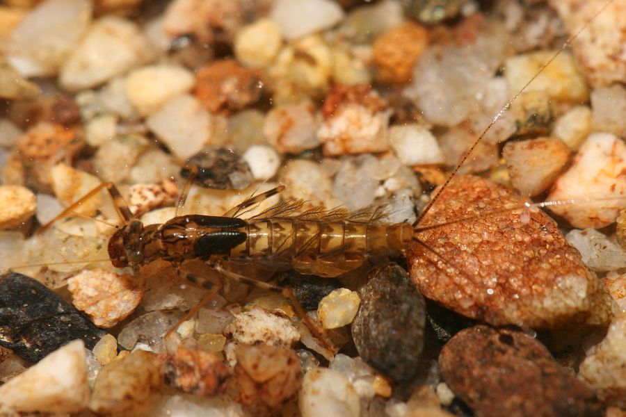 Gilled mayfly nymph.jpg
