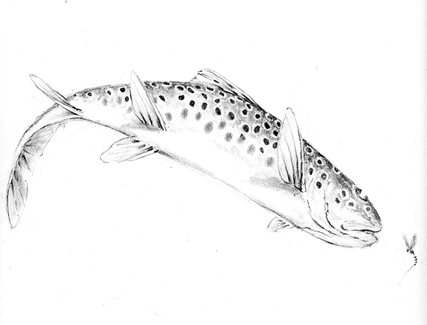 Arial brown trout flipped  24 x 22