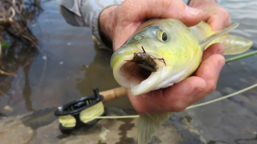 Sterkfontein Long-toe beetle 1