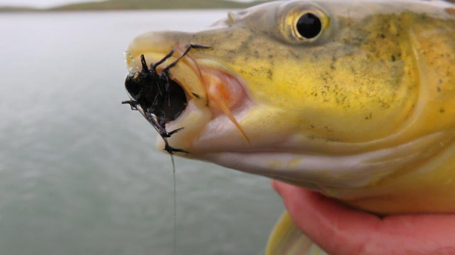 Sterkfontein Riffle beetle-1