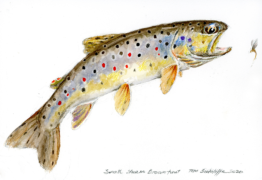 BROWN TROUT 18 x 24