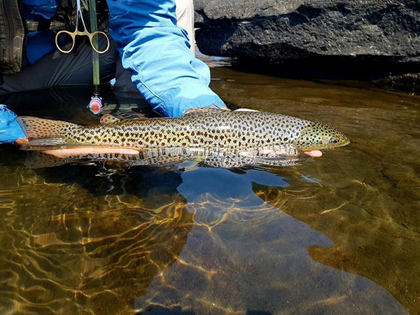 13 Warren Bradfield Bushmans brownie