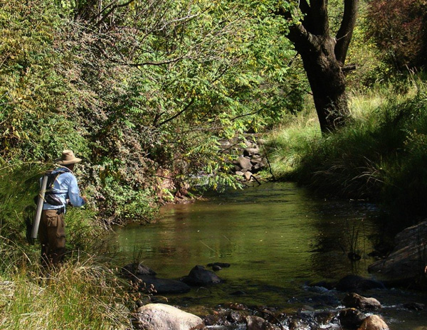Willowstream1