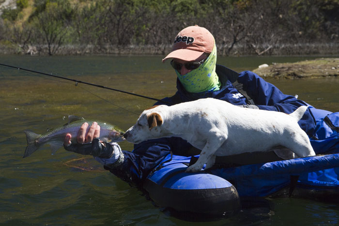 dog