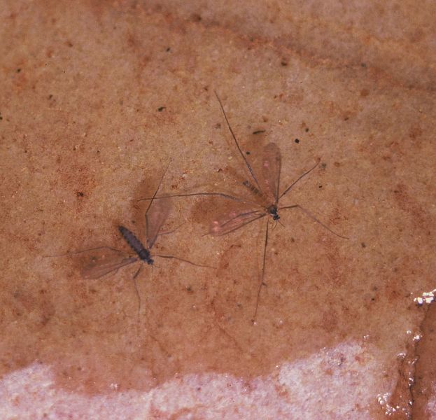 522 Net-winged Midge-1