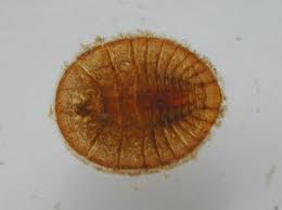 Water Penny bug