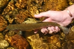 Releasing_a_rainbow_trout
