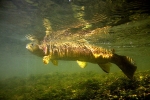 80 Avon River brown trout