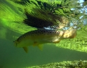 90 Test River brown trout