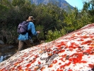 Blood red lichen