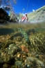 Underwater fly fishing photography (10)