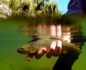 Underwater fly fishing photography (12)