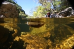 Underwater fly fishing photography (13)