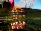 Underwater fly fishing photography (20)