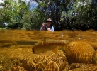 Underwater fly fishing photography (30)